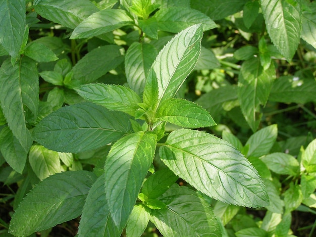 Foto di menta piperita