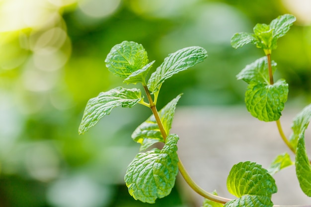 Pianta di menta piperita, pianta di menta di palude o pianta di mentha cordifolia