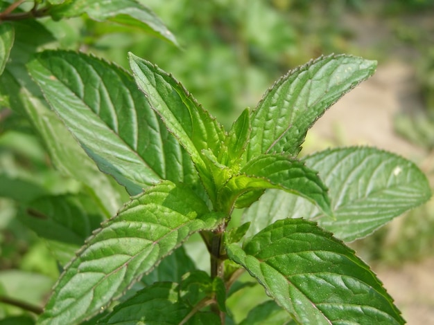 Peppermint plant (Mentha piperita)