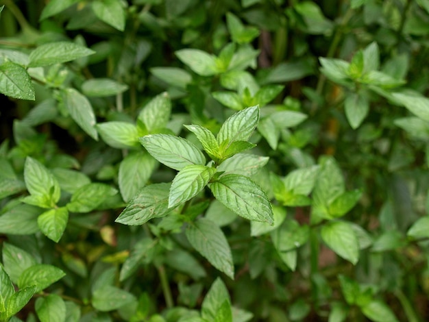 Peppermint plant (Mentha piperita)