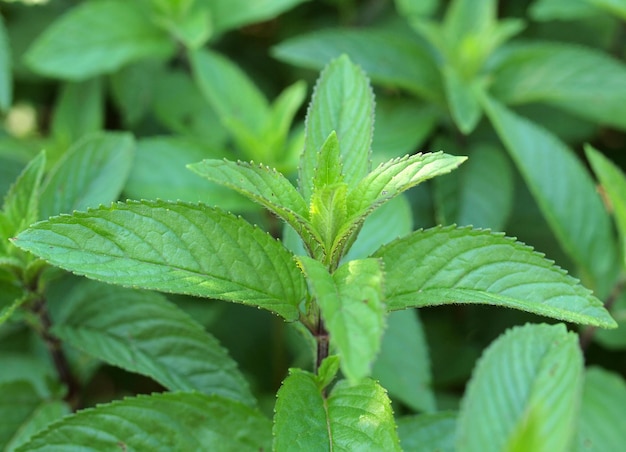 Peppermint plant Mentha piperita