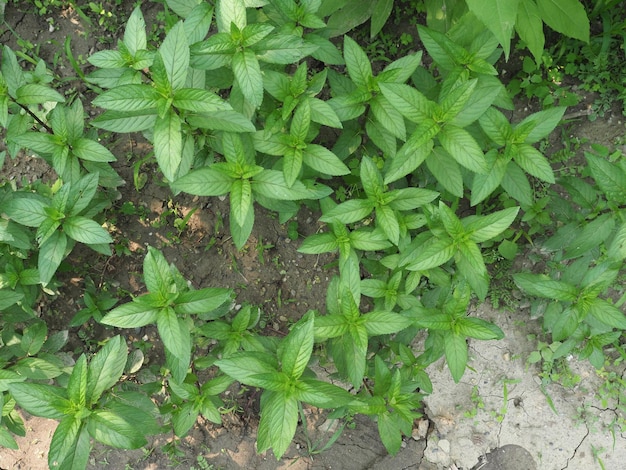 Peppermint plant Mentha piperita