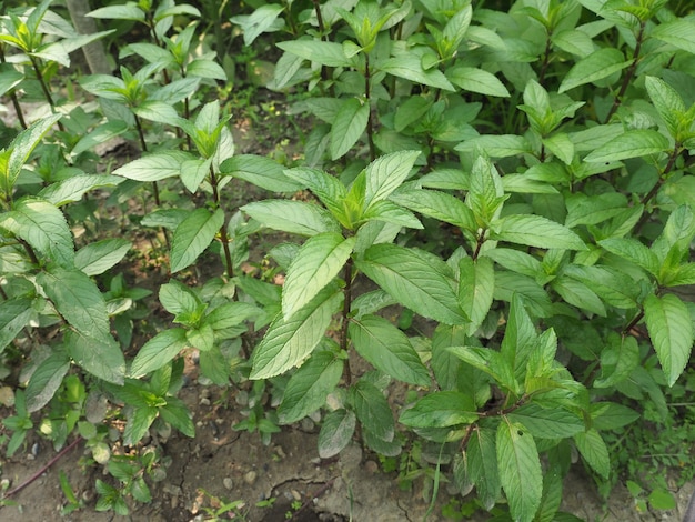 Peppermint plant (Mentha piperita)