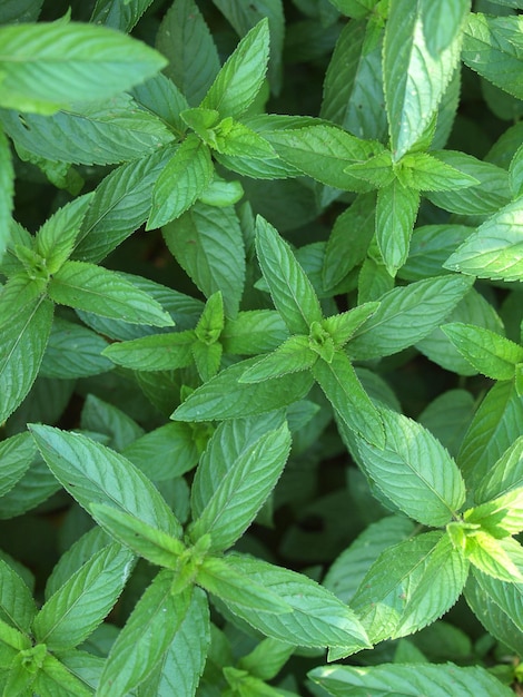 Peppermint plant (scientific name Mentha x piperita)