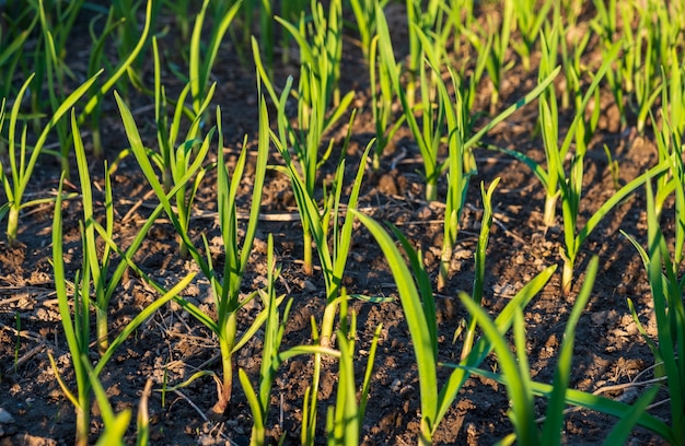 Perceel met jonge knoflook in eigen tuin