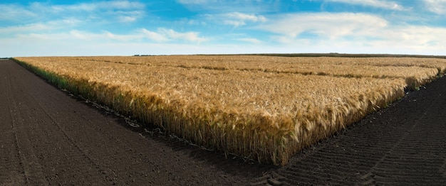 percelen rijp tarwe geoogst tarweveld in bouwland met blauwe lucht