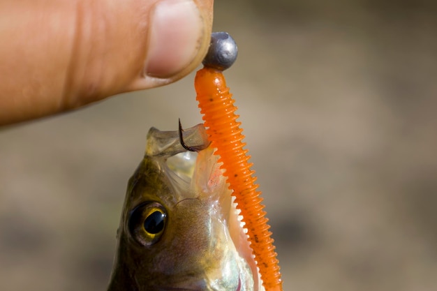 A perch fish with a silicone bait in its mouth