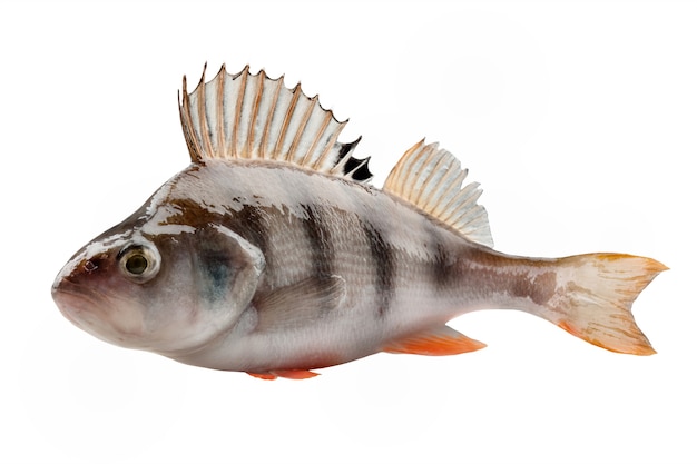 Perch isolated on white background