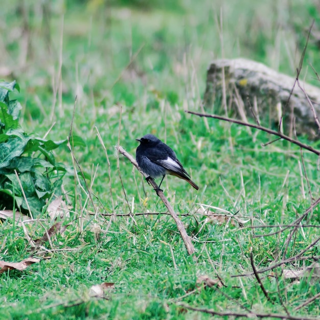 Perched on a branch