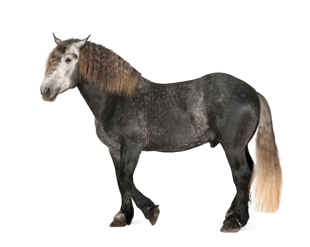 Percheron, 5 years old, a breed of draft horse, standing against white space