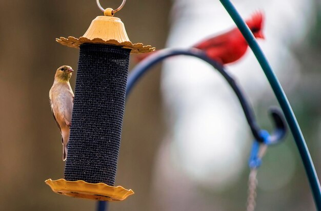 Photo perchers on the feeder