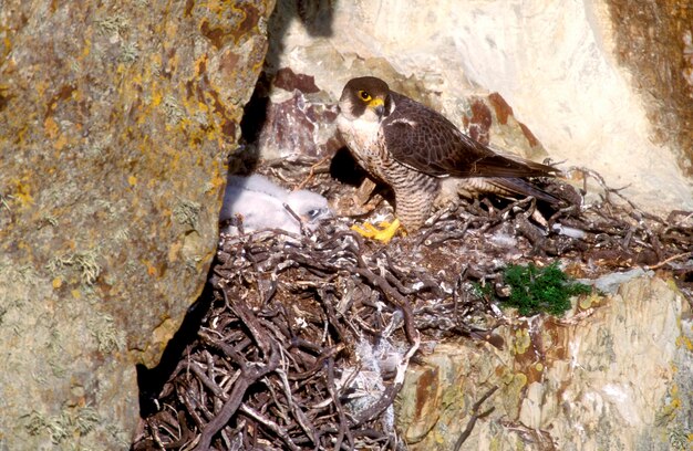 Photo peregrine falco peregrinus nest uk