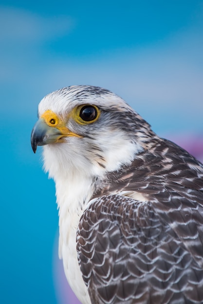 Falco pellegrino rapace