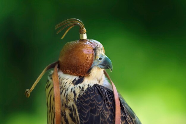 Foto falco pellegrino falco d'anatra falco peregrinus con cappuccio