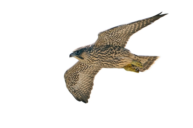 Peregrine falcon Falco peregrinus Juvenile