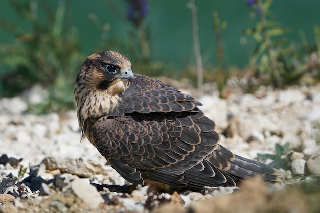 Peregrine falcon Falco peregrinus Juvenile