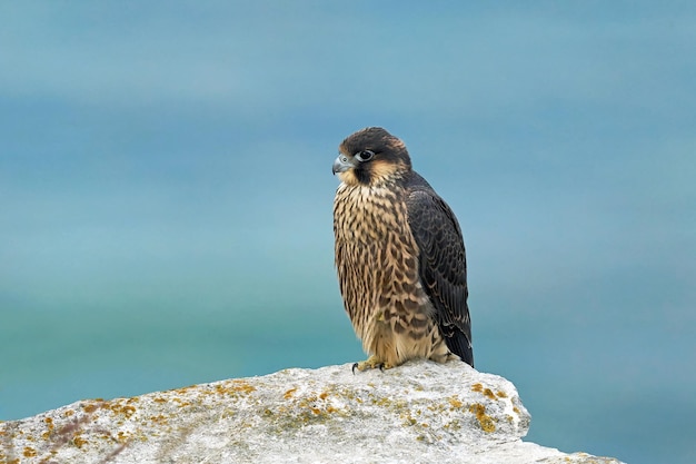 송골매 Falco peregrinus