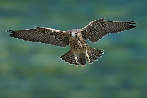 Peregrine falcon Falco peregrinus