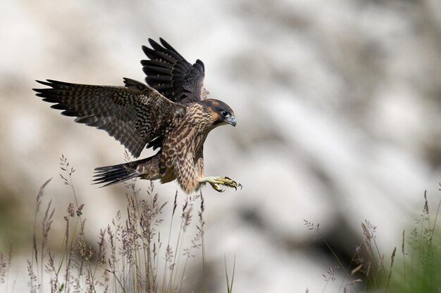 ハヤブサ Falco peregrinus