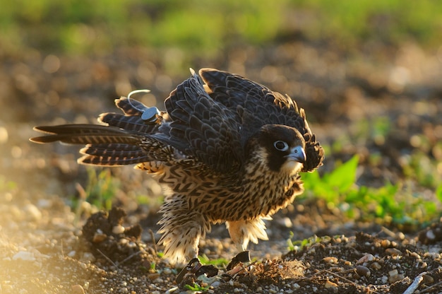 Peregrine Falcon shakes. Falco peregrinus.