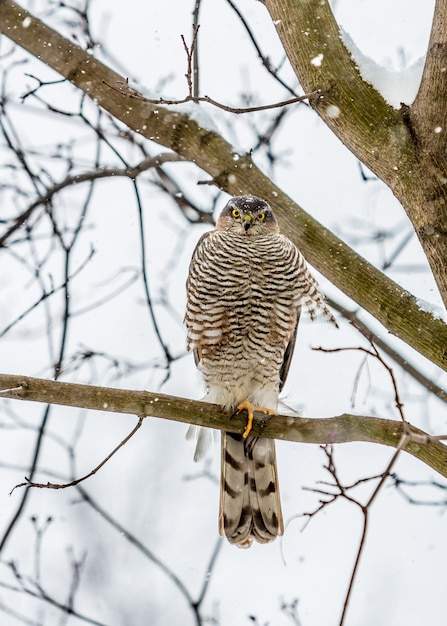 Peregrine Falcon sitting on a tree branch.