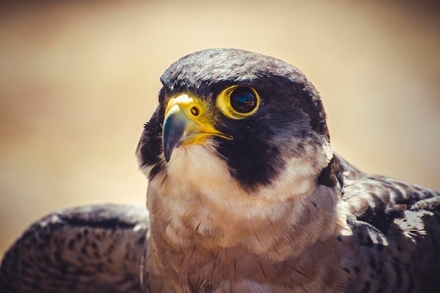 開いた翼を持つハヤブサ、高速の鳥