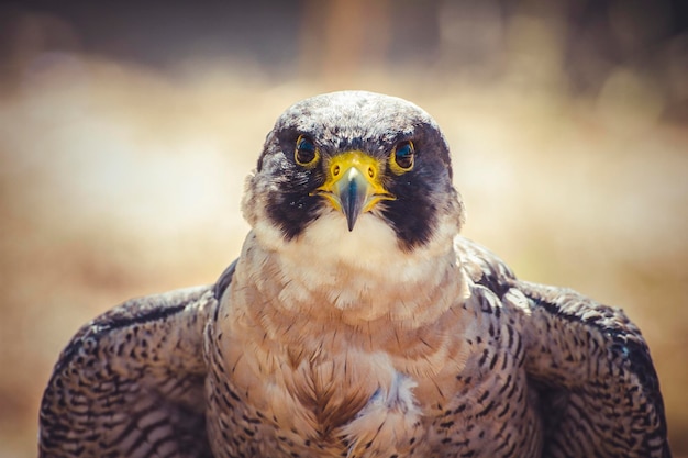 peregrine falcon with open wings , bird of high speed