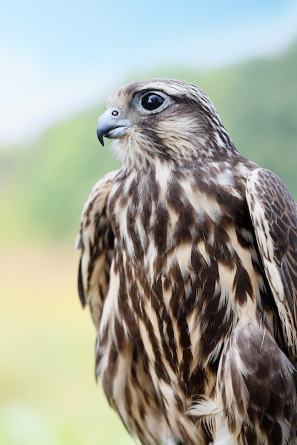 Falco pellegrino. giovane bel falco in natura