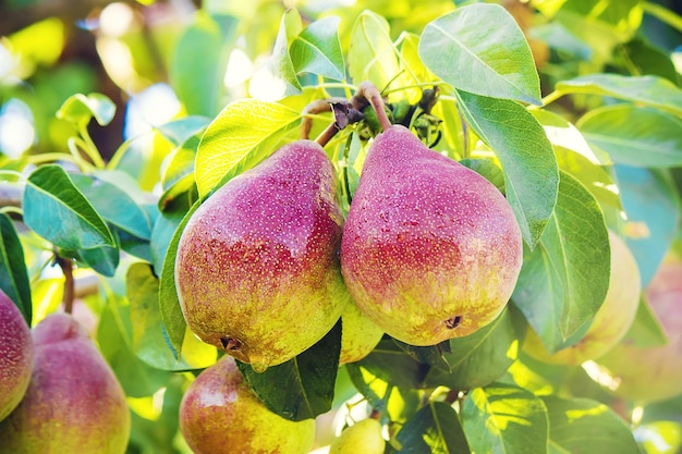 Peren aan de boom selectieve focus eten en drinken