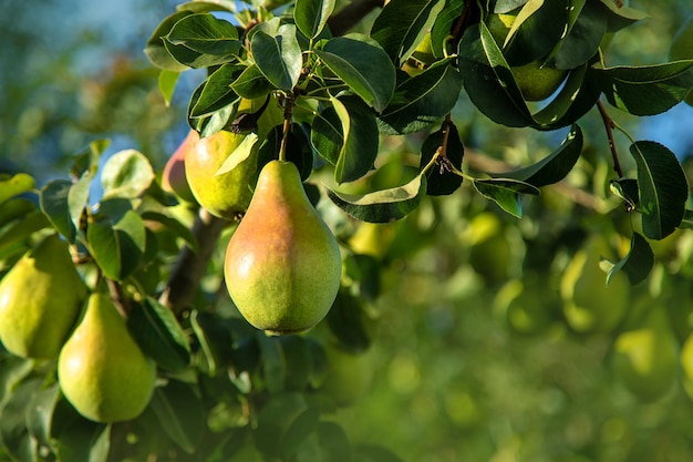 Peren groeien aan een boom in de tuin Selectieve focus