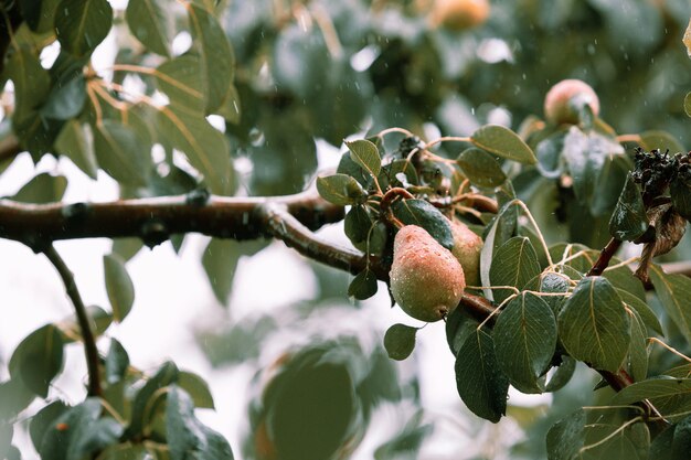 peren in de regen in de tuin abrikozen in de regen in de tuin