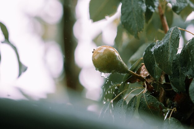 peren in de regen in de tuin abrikozen in de regen in de tuin