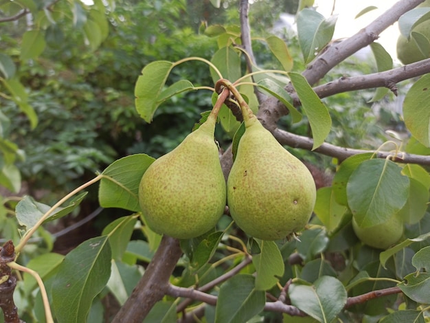 Peren op boom in fruittuin