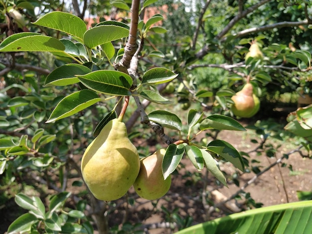 Peren op een tak Verschillende fruitvruchten klaar om geoogst en geconsumeerd te worden Tuinplanten Rijpe peer in de tuin of op de boerderij