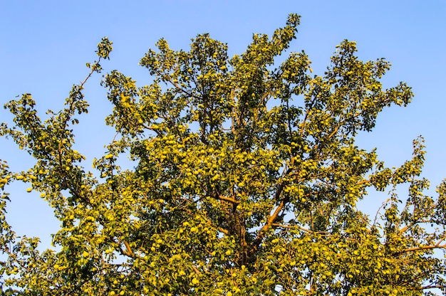 Peren rijpen op een perenboom close-up perenboom en zijn vruchten