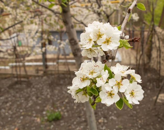 Perenboom bloeiende macrofotografie met kopie ruimte