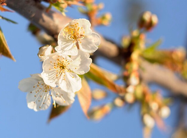 Perenboom bloeit op een zonnige dag in Griekenland