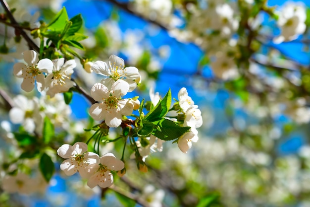 Perenboom bloemen. Witte boom bloeit in het voorjaar. Detailopname. Selectieve aandacht.