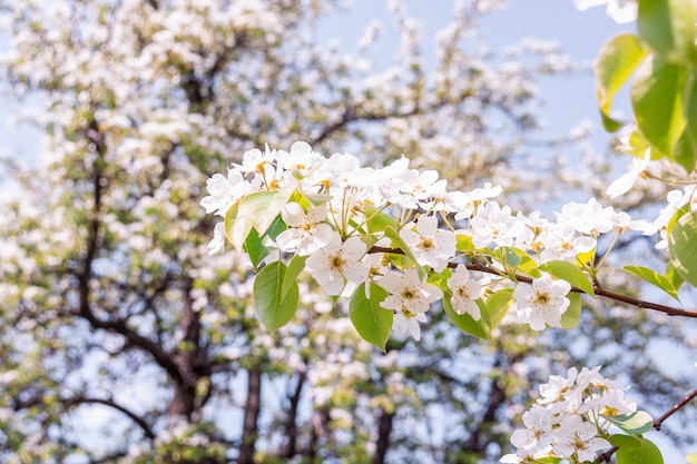 Perenboom in de lente