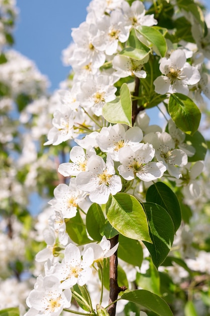 Perenboom in de lente