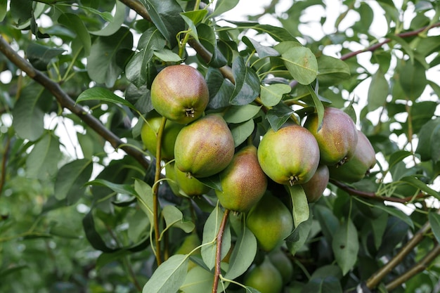 Foto perenboom rijpe peren op een boom in een tuin