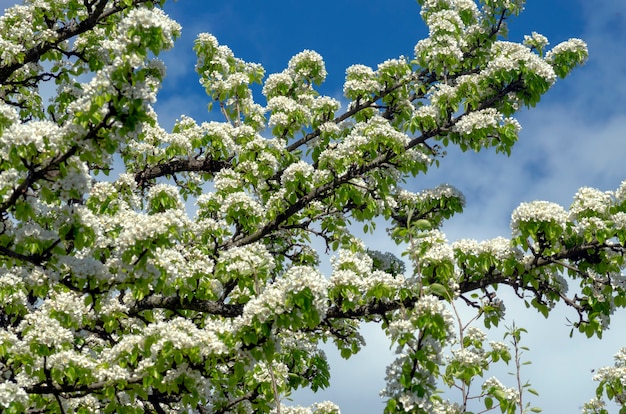 Perenboom tijdens de bloeiperiode. Takken met bloemen tegen de lucht