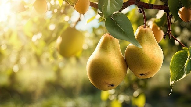 Perenboomgaard zonnige dag perenoogst AI generatie