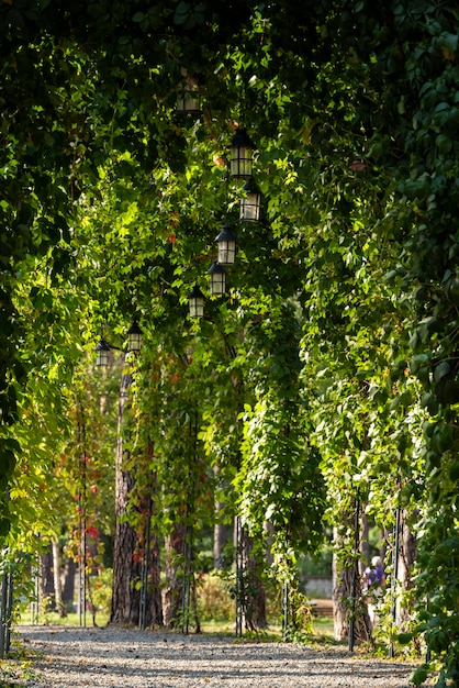 Perennial creepers for flower arches