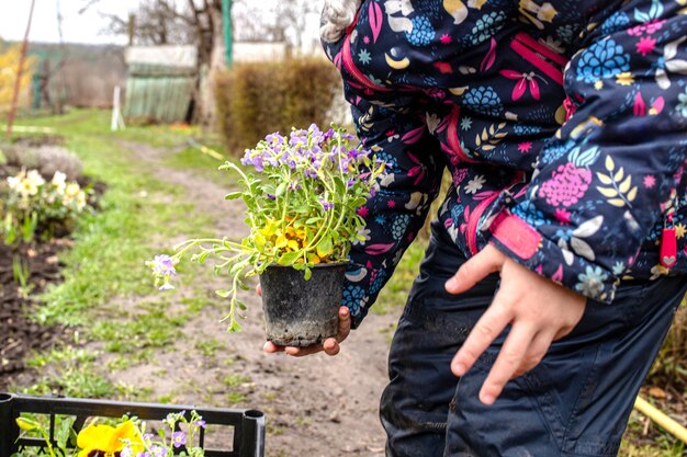 Photo perennial flowers in a basket ready for transplanting to a flower bed in the spring garden flowers in a wellkept yard