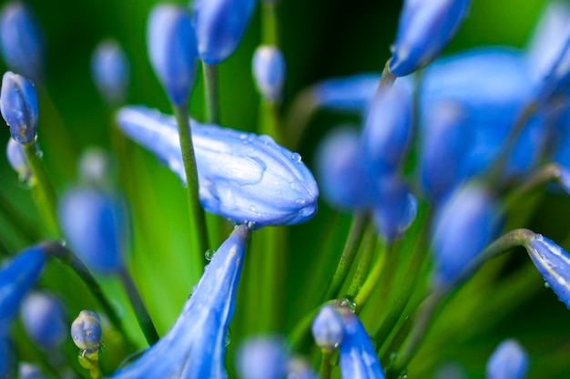 Perennial herb bluebell bloom blueviolet flowers