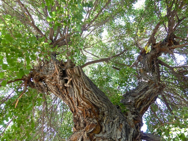 公園内の多年草の桑の木