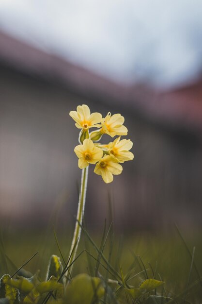 Photo perennial plant primula elatior in tall grass in floodplain forests around the odra river