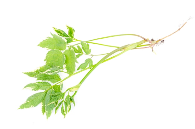 Perennial weed Aegopodium with variegated leaves Studio Photo