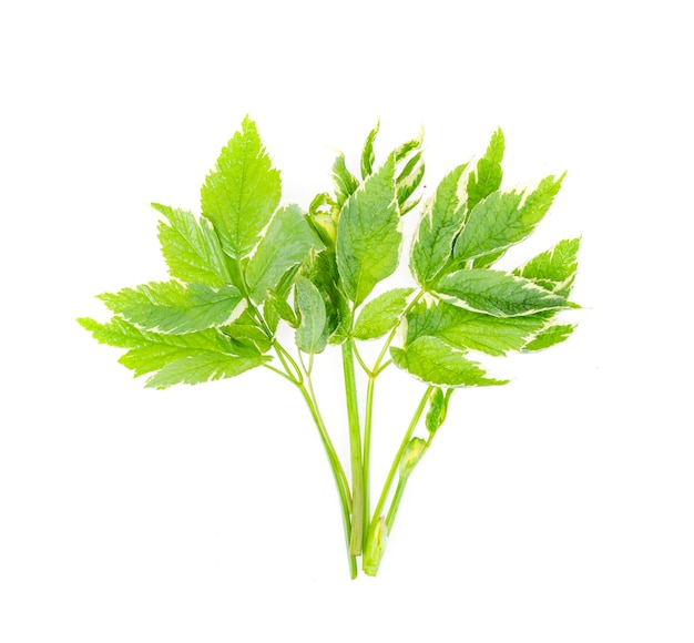 Perennial weed Aegopodium with variegated leaves. Studio Photo.